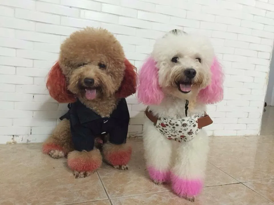 Kinh nghiệm nuôi chó mèo ở phòng trọ - Có nên hay không?